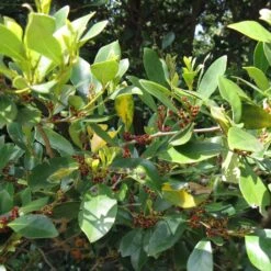 Distylium Racemosum