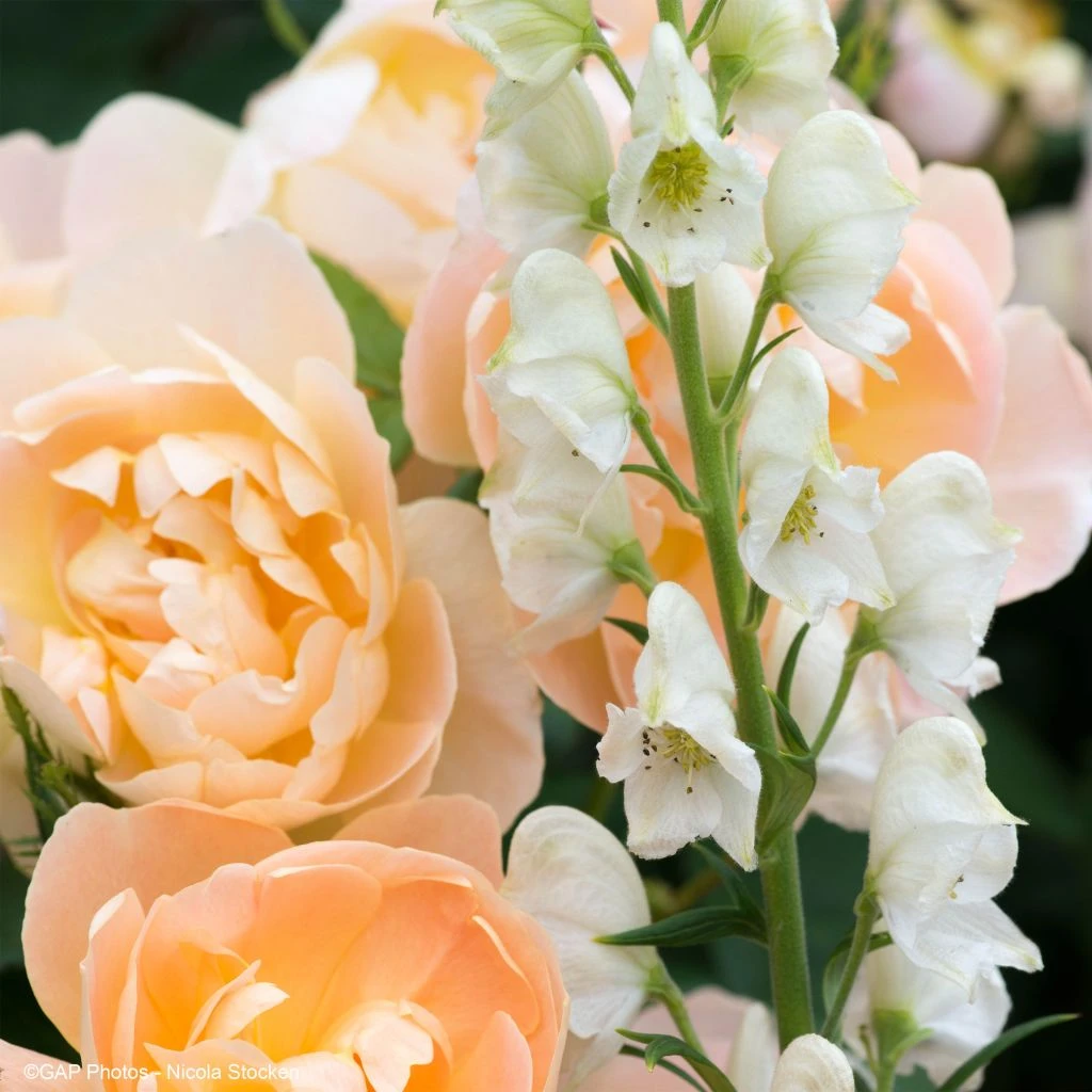 Duo Fraicheur - Duo De Rosier Et D'Aconites 3 Duo Fraicheur - Duo De Rosier Et D'Aconites