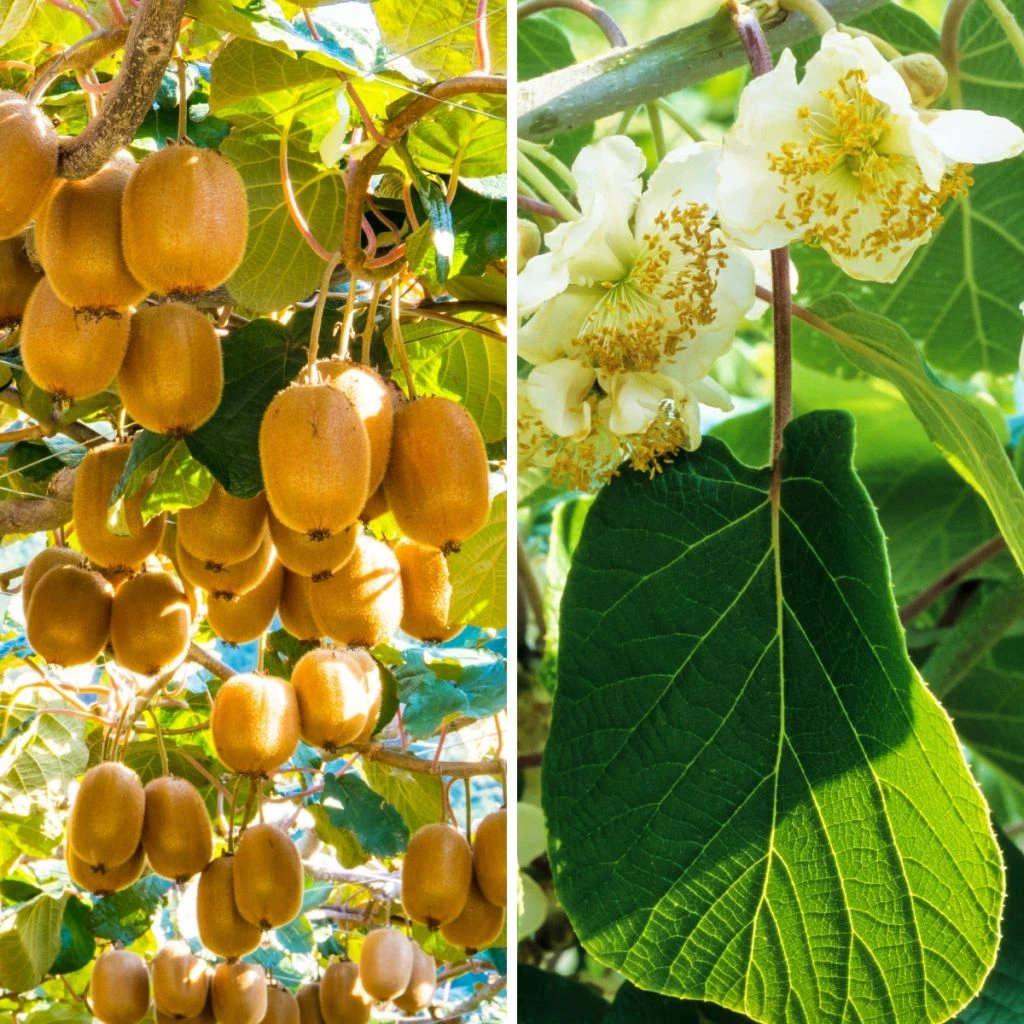 Duo De Kiwi Montcap Pied Femelle Et Tomuri Pied Mâle Pollinisateur 3 Duo De Kiwi Montcap Pied Femelle Et Tomuri Pied Mâle Pollinisateur