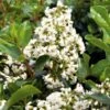 Escallonia Iveyi -Promesse de fleurs Magasin ESCALLONIA IVEYI 781610 1