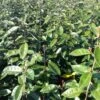 Elaeagnus Ebbingei Compacta - Chalef -Promesse de fleurs Magasin Elaeagnus ebbingei Compacta 84055 1