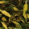 Elaeagnus Ebbingei Eleador - Chalef 2 Elaeagnus Ebbingei Eleador - Chalef -Promesse de fleurs Magasin Elaeagnus ebbingei Eleador 84048 1