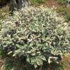 Elaeagnus Pungens Hosuba Fukurin - Chalef Panaché -Promesse de fleurs Magasin Elaeagnus pungens Hosuba Fukurin 781598 1