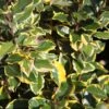 Elaeagnus X Ebbingei Viveleg - Chalef -Promesse de fleurs Magasin Elaeagnus x ebbingei Viveleg 1000992 1 1