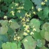 Epimedium Platypetalum, Fleur Des Elfe 1 Epimedium Platypetalum, Fleur Des Elfe -Promesse de fleurs Magasin Epimedium platypetalum 8978 1