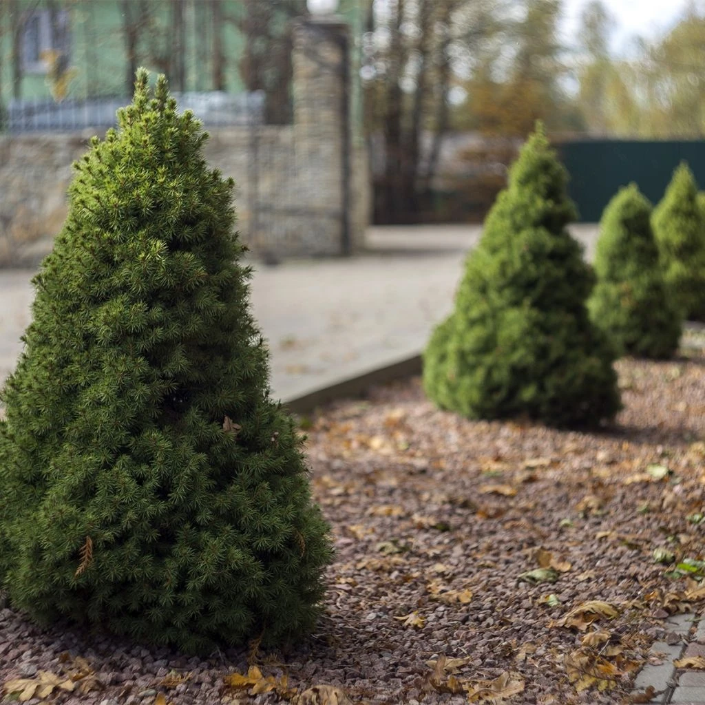 Epinette Blanche - Picea Glauca Conica 3 Epinette Blanche - Picea Glauca Conica