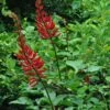 Erythrina X Bidwillii - Arbre Corail 2 Erythrina X Bidwillii - Arbre Corail -Promesse de fleurs Magasin Erythrina x Bidwilli 83309 1