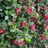 Escallonia Hybride Red Dream -Promesse de fleurs Magasin Escallonia hybride Red Dream 84062 1