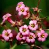 Escallonia Rubra Macrantha -Promesse de fleurs Magasin Escallonia rubra macrantha 84064 1