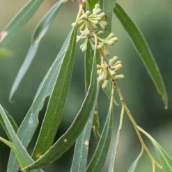 Eucalyptus Amygdalina Ou Salicifolia - Gommier-menthe Noir