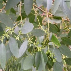 Eucalyptus Archeri - Gommier Alpin, Eucalyptus D'Archer