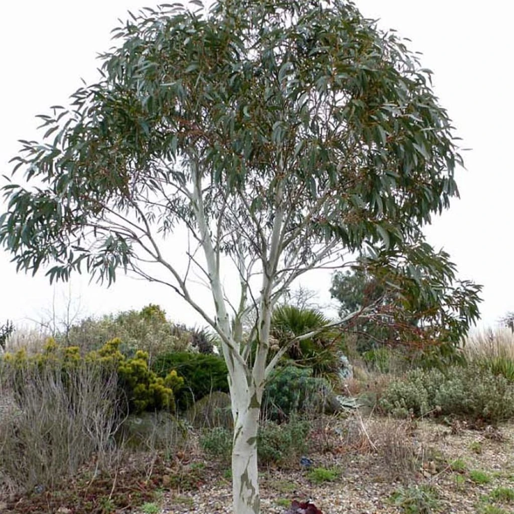 Eucalyptus Niphophila - Gommier Des Neiges 3 Eucalyptus Niphophila - Gommier Des Neiges