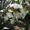Eucalyptus Gregsoniana Ou Pauciflora Var. Nana - Gommier Des Neiges -Promesse de fleurs Magasin Eucalyptus gregsoniana LD Flickr M.Whitelaw 16245 2