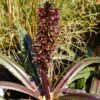 Eucomis Freckles - Eucomide Panachée 1 Eucomis Freckles - Eucomide Panachée -Promesse de fleurs Magasin Eucomis Freckles V 5029 1
