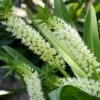 Eucomis Playa Blanca® - Eucomide 1 Eucomis Playa Blanca® - Eucomide -Promesse de fleurs Magasin Eucomis Playa Blanca V 4189 1