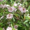 Eucryphia Lucida Ballerina -Promesse de fleurs Magasin Eucryphia lucida Ballerina eucryphia luisant V 16660 1