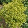 Euonymus Japonicus Aureomarginatus - Fusain Du Japon -Promesse de fleurs Magasin Euonymus japonicus Aureomarginatus 84069 1