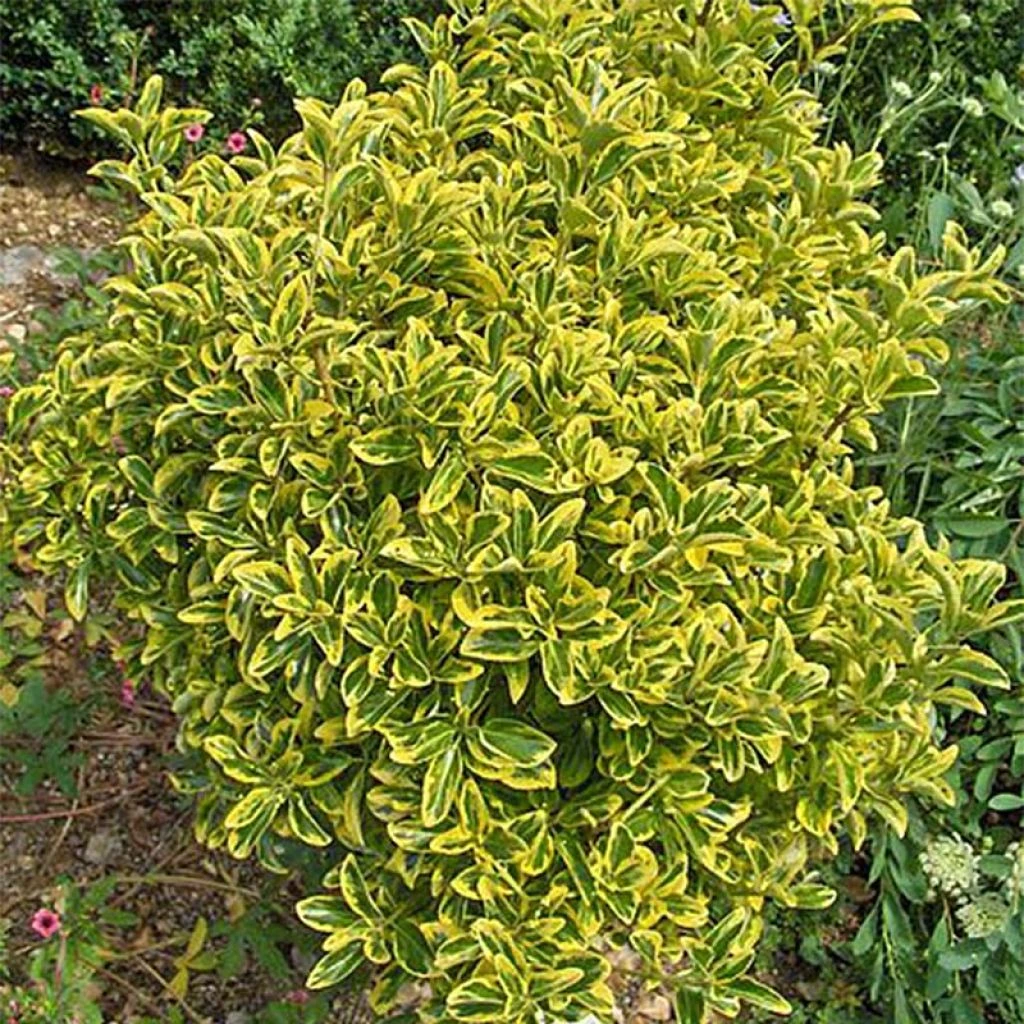 Euonymus Japonicus Aureomarginatus - Fusain Du Japon 3 Euonymus Japonicus Aureomarginatus - Fusain Du Japon
