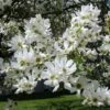 Exochorda Serratifolia Snow White - Arbre Aux Perles -Promesse de fleurs Magasin Exochorda serratifolia Snow White 100621 1