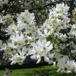 Exochorda Serratifolia Snow White - Arbre Aux Perles