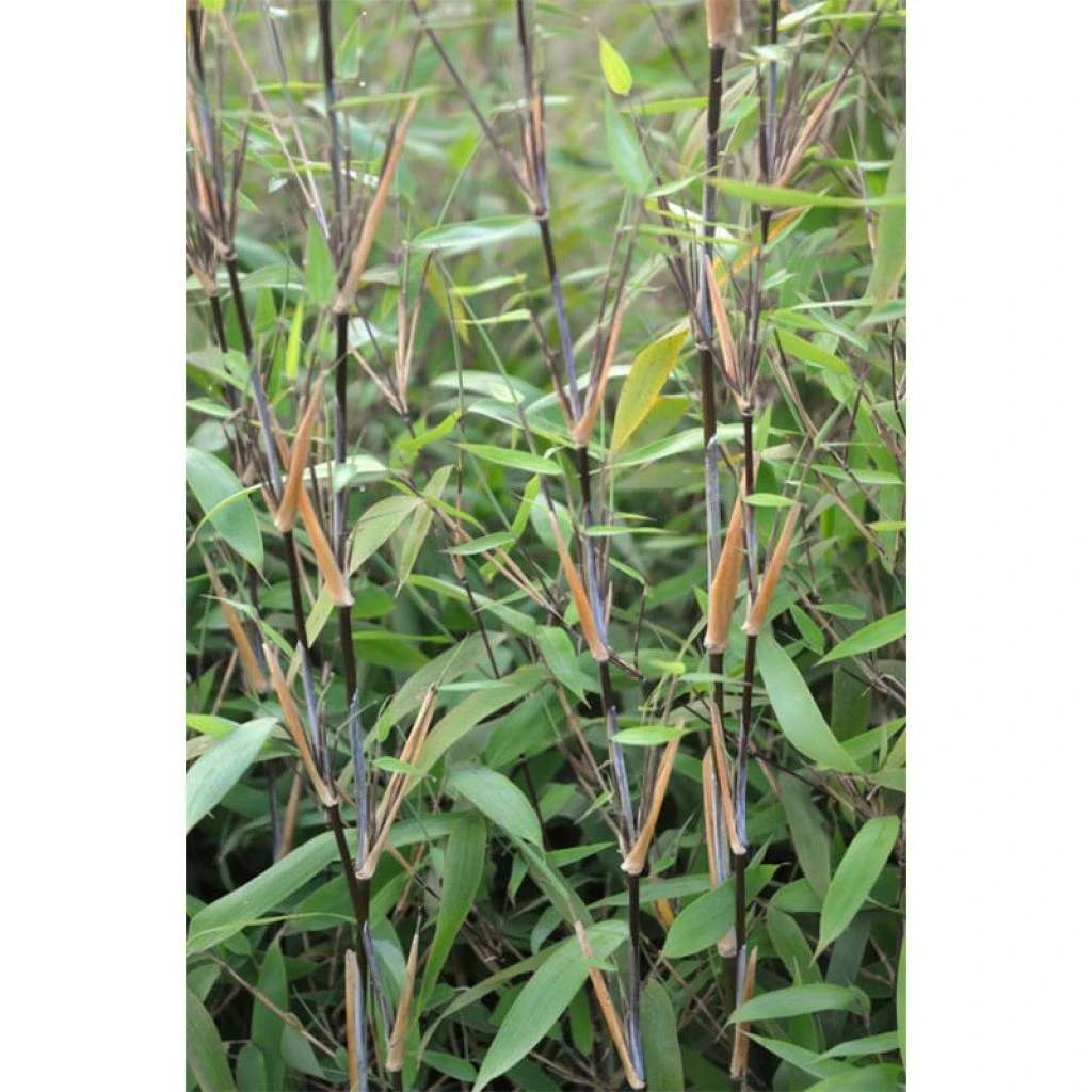 Fargesia Nitida Great Wall - Bambou Non Traçant 3 Fargesia Nitida Great Wall - Bambou Non Traçant