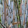 Fargesia Papyrifera Blue Dragon - Bambou Non Traçant -Promesse de fleurs Magasin Fargesia papyrifera Blue Dragon 0575002 1 1