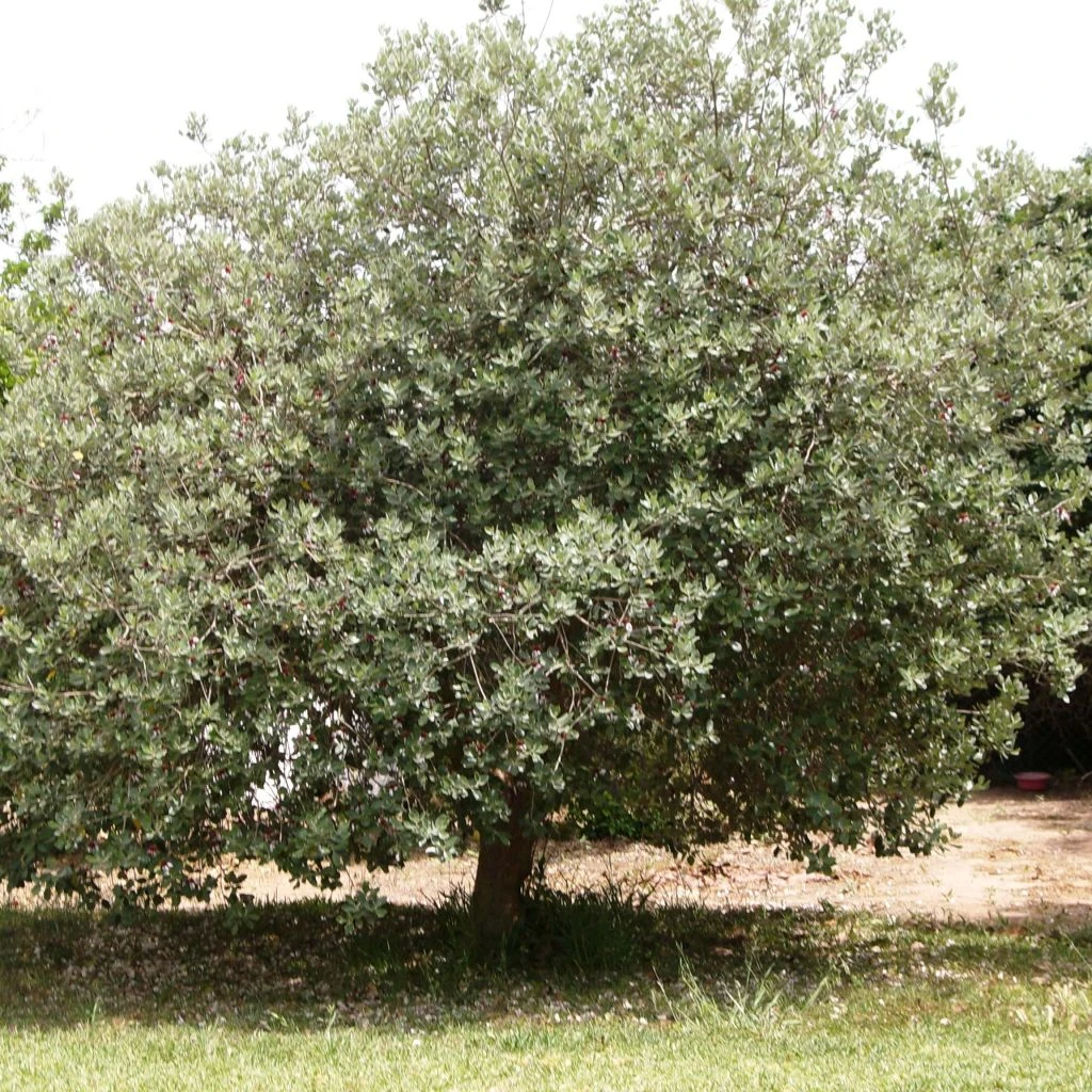 Acca Sellowiana - Goyavier Du Brésil 3 Acca Sellowiana - Goyavier Du Brésil