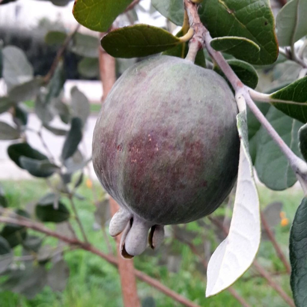 Feijoa Ou Acca Sellowiana Apollo - Goyavier Du Brésil 3 Feijoa Ou Acca Sellowiana Apollo - Goyavier Du Brésil