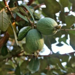 Feijoa Ou Acca Sellowiana Triumph - Goyavier Du Brésil