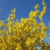 Forsythia X Intermedia Gold Rausch - Mimosa De Paris -Promesse de fleurs Magasin Forsythia x intermedia Gold Rausch 100111 1