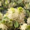 Fothergilla Gardenii 2 Fothergilla Gardenii -Promesse de fleurs Magasin Fothergilla gardenii copyright 84079 1