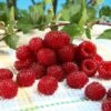 Framboisier Raspbeary (remontant) - Rubus Idaeus 2 Framboisier Raspbeary (remontant) - Rubus Idaeus -Promesse de fleurs Magasin Framboisier Raspbeary remontant Rubus idaeus IF 1794111 1