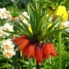 Fritillaire Imperialis Rubra - Couronne Impériale -Promesse de fleurs Magasin Fritillaria imperialis rubra LD James Steakley copyright 54503 2 1