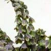 Fritillaria Persica Green Dreams - Fritillaire De Perse 2 Fritillaria Persica Green Dreams - Fritillaire De Perse -Promesse de fleurs Magasin Fritillaria persica Green Dreams 15325 1