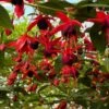 Fuchsia Grimpant - Fuchsia Lady Boothby 1 Fuchsia Grimpant - Fuchsia Lady Boothby -Promesse de fleurs Magasin Fuchsia Lady Boothby 681473 1