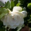 Gardenia Jasminoides Double Mint 1 Gardenia Jasminoides Double Mint -Promesse de fleurs Magasin Gardenia jasminoides Double Mint 85081 1