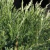 Genévrier Horizontal - Juniperus Horizontalis Agnieszka 1 Genévrier Horizontal - Juniperus Horizontalis Agnieszka -Promesse de fleurs Magasin Genevrier horizontal Juniperus horizontalis Agnieszka IF 1006752 1