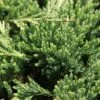 Genévrier Horizontal - Juniperus Horizontalis Prince Of Wales 2 Genévrier Horizontal - Juniperus Horizontalis Prince Of Wales -Promesse de fleurs Magasin Genevrier horizontal Juniperus horizontalis Prince Of Wales IF 1001362 1