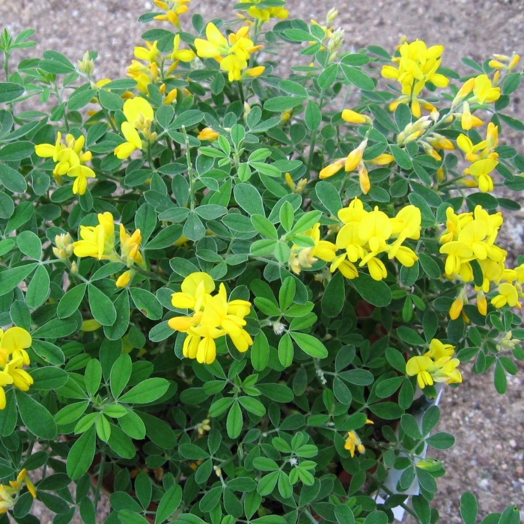 Genista Porlock - Genêt 3 Genista Porlock - Genêt