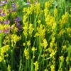 Genista Sagittalis - Genêt Ailé 2 Genista Sagittalis - Genêt Ailé -Promesse de fleurs Magasin Genista sagittalis 84603 1