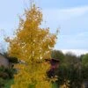 Ginkgo Biloba Fastigiata Gold Flame - Arbre Aux Quarante écus 1 Ginkgo Biloba Fastigiata Gold Flame - Arbre Aux Quarante écus -Promesse de fleurs Magasin Ginkgo Biloba fastigiata Gold Flame LD 16550 1