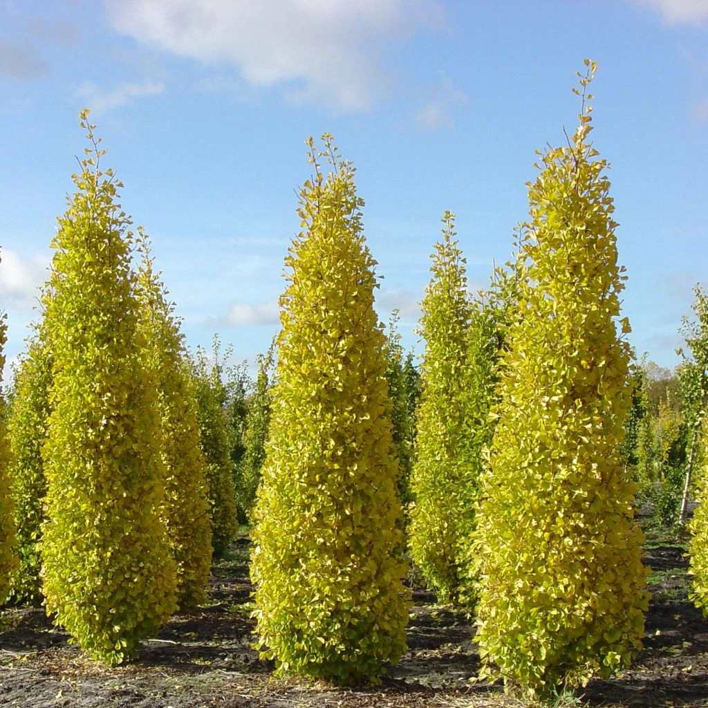 Ginkgo Biloba Blagon - Arbre Aux Quarante écus 3 Ginkgo Biloba Blagon - Arbre Aux Quarante écus