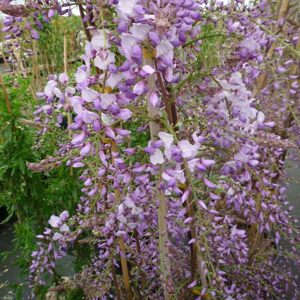 Glycine De Chine Caroline - Wisteria Sinensis 3 Glycine De Chine Caroline - Wisteria Sinensis