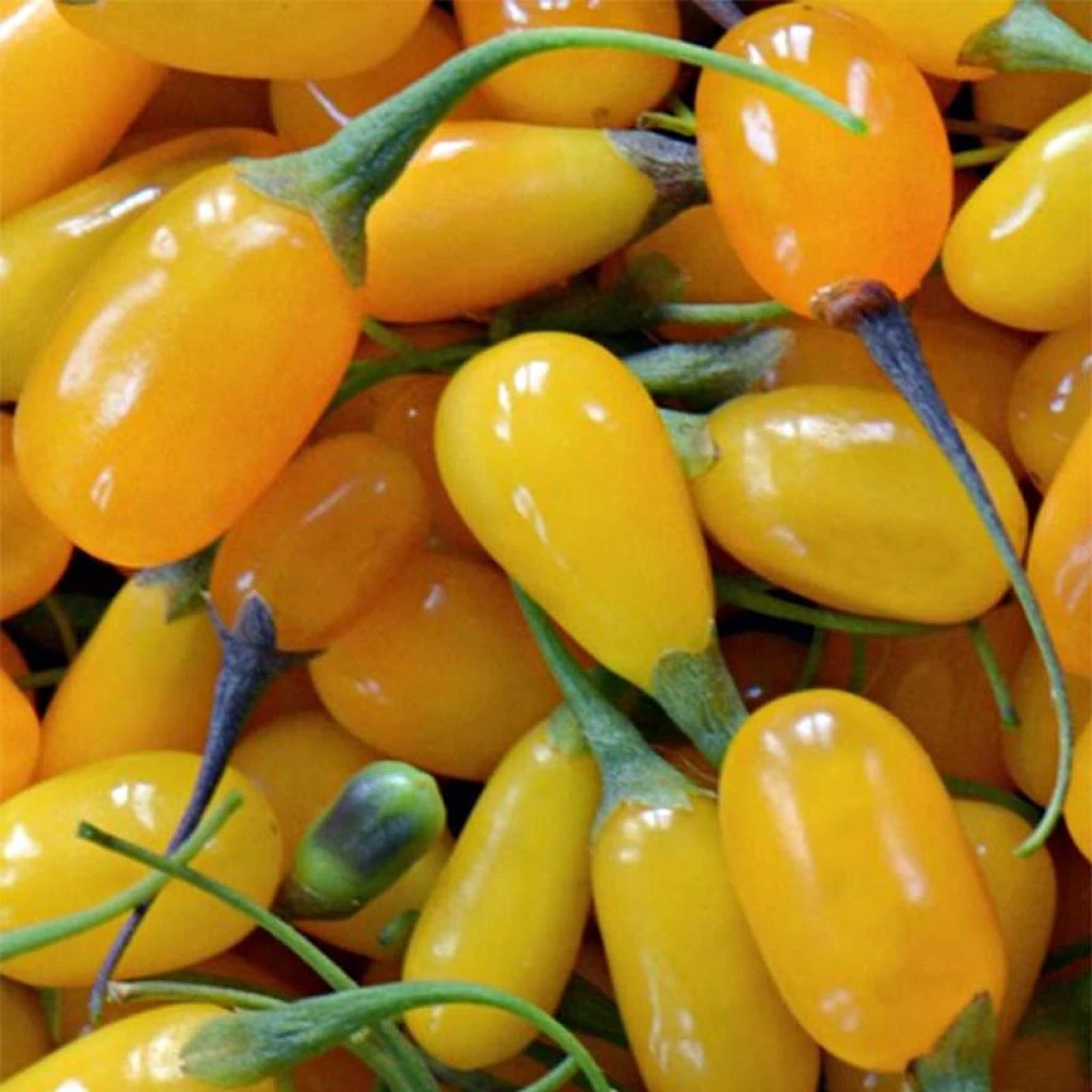 Goji Amber Sweet - Lycium Barbarum 3 Goji Amber Sweet - Lycium Barbarum