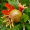 Grenadier à Fruits - Punica Granatum -Promesse de fleurs Magasin Grenadier a fruits 78112 1