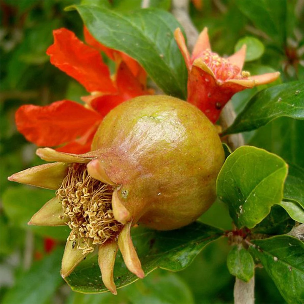Grenadier à Fruits - Punica Granatum 3 Grenadier à Fruits - Punica Granatum