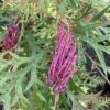 Grevillea Bronze Rambler 2 Grevillea Bronze Rambler -Promesse de fleurs Magasin Grevillea Bronze Rambler 16664 1