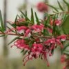 Grevillea Gracilis Clearview David -Promesse de fleurs Magasin Grevillea gracilis Clearview David 87067 1