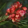 Grevillea Johnsonii -Promesse de fleurs Magasin Grevillea johnsonii 83328 1