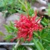 Grevillea Juniperina New Blood -Promesse de fleurs Magasin Grevillea juniperina New Blood 86094 1